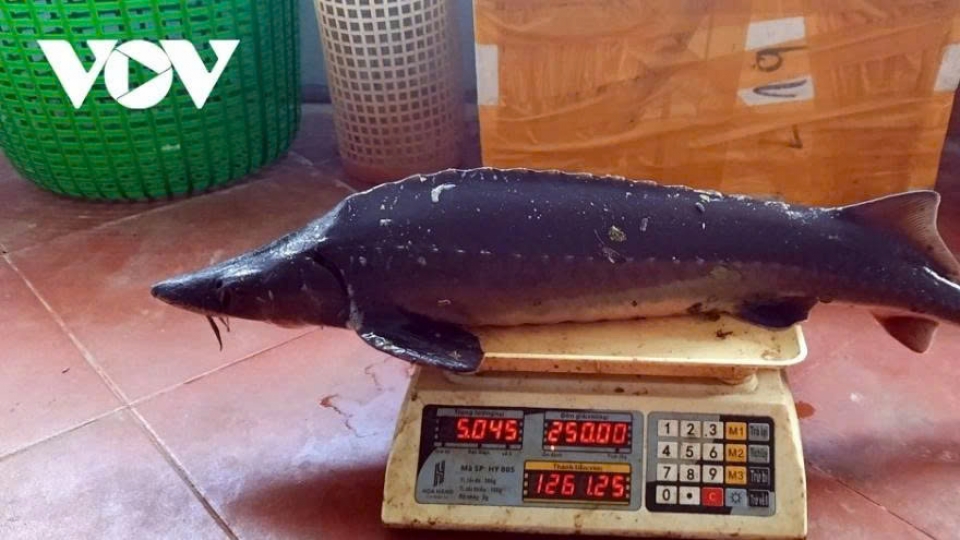 Vietnam ranks 6th globally in sturgeon production